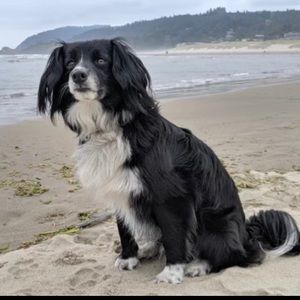 Oil painting  canvas 11x14 “